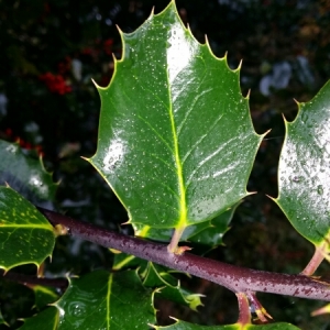 Photographie n°276238 du taxon Ilex aquifolium L.