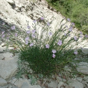 Photographie n°276245 du taxon Dianthus hyssopifolius L. [1755]