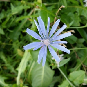 Photographie n°276246 du taxon Cichorium intybus L. [1753]