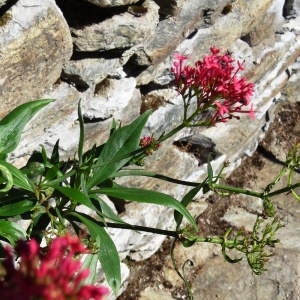 Photographie n°276277 du taxon Centranthus ruber subsp. ruber