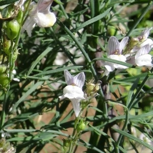 Photographie n°276288 du taxon Linaria repens var. repens 