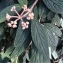   - Viburnum rhytidophyllum Hemsl. [1888]