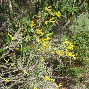 Photographie n°276373 du taxon Anthyllis hermanniae L. [1753]