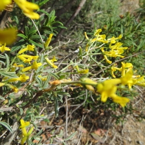 Photographie n°276374 du taxon Anthyllis hermanniae L. [1753]