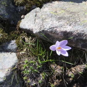 Photographie n°276426 du taxon Crocus corsicus Vanucchi ex Maw [1878]