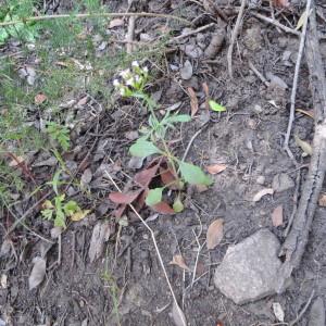 Photographie n°276430 du taxon Centranthus calcitrapae (L.) Dufr. [1811]