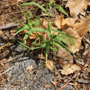 Photographie n°276439 du taxon Setaria italica subsp. viridis (L.) Thell. [1912]