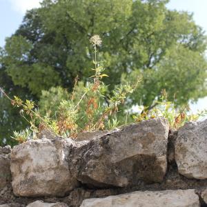 Photographie n°276462 du taxon Centranthus ruber (L.) DC. [1805]