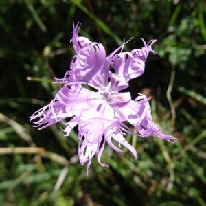 Photographie n°276501 du taxon Dianthus hyssopifolius L.