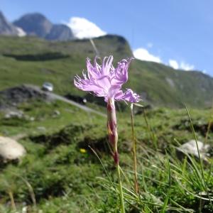 Photographie n°276502 du taxon Dianthus hyssopifolius L.