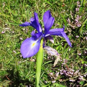 Photographie n°276550 du taxon Iris latifolia (Mill.) Voss [1895]