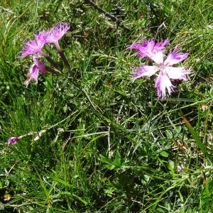 Photographie n°276559 du taxon Dianthus hyssopifolius L.