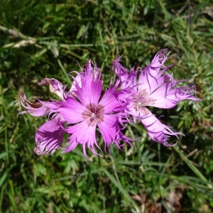 Photographie n°276560 du taxon Dianthus hyssopifolius L.