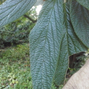 Photographie n°276586 du taxon Viburnum rhytidophyllum Hemsl. [1888]