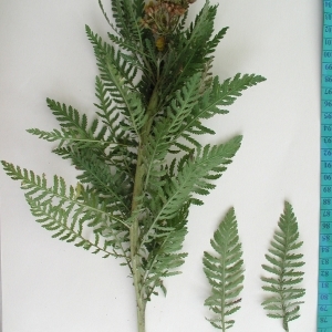 Photographie n°276590 du taxon Tanacetum vulgare L. [1753]