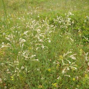 Photographie n°276596 du taxon Silene italica (L.) Pers.
