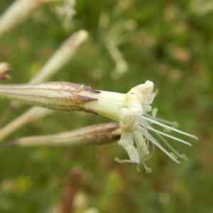 Photographie n°276597 du taxon Silene italica (L.) Pers.