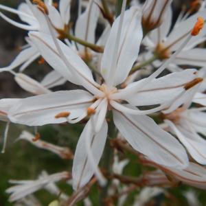 Photographie n°276601 du taxon Asphodelus macrocarpus Parl.