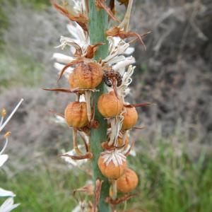 Photographie n°276602 du taxon Asphodelus macrocarpus Parl.