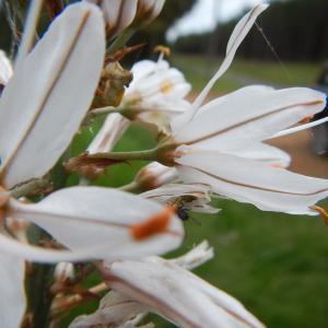 Photographie n°276605 du taxon Asphodelus macrocarpus Parl.