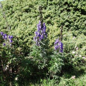 Photographie n°276617 du taxon Aconitum napellus subsp. vulgare (DC.) Rouy & Foucaud [1893]