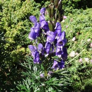 Photographie n°276618 du taxon Aconitum napellus subsp. vulgare (DC.) Rouy & Foucaud [1893]