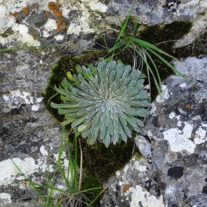 Photographie n°276640 du taxon Saxifraga longifolia Lapeyr. [1801]