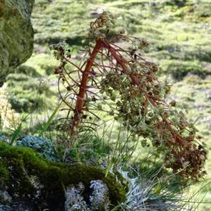 Photographie n°276643 du taxon Saxifraga longifolia Lapeyr. [1801]