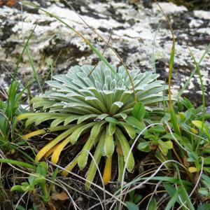 Alain Bigou, le 24 août 2014 (Gèdre (Coumely))