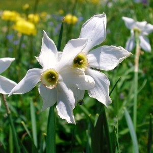 Photographie n°276648 du taxon Narcissus poeticus L. [1753]