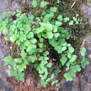 Photographie n°276667 du taxon Adiantum capillus-veneris L. [1753]