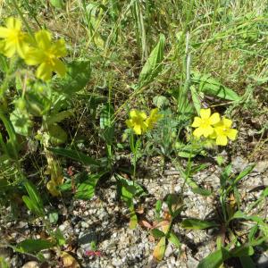Photographie n°276671 du taxon Tuberaria guttata (L.) Fourr. [1868]