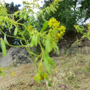 Photographie n°276714 du taxon Isatis tinctoria L. [1753]