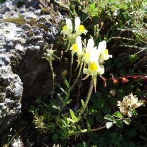 Photographie n°276736 du taxon Linaria supina subsp. pyrenaica (DC.) Nyman [1881]