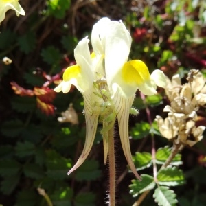 Photographie n°276737 du taxon Linaria supina subsp. pyrenaica (DC.) Nyman [1881]