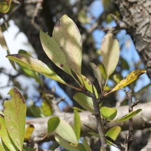 Photographie n°276896 du taxon Pyrus spinosa Forssk. [1775]