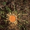  Liliane Roubaudi - Carlina acanthifolia All. [1773]