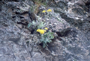 Liliane Roubaudi, le  2 mai 1999 (Hyères)