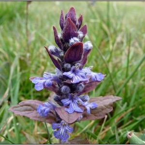 Photographie n°276993 du taxon Ajuga pyramidalis sensu L. [1754]