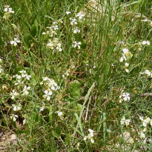 Photographie n°277028 du taxon Raphanus raphanistrum L.