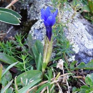 Photographie n°277029 du taxon Gentiana verna subsp. verna
