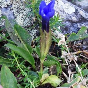 Photographie n°277030 du taxon Gentiana verna subsp. verna