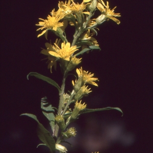 Photographie n°277058 du taxon Senecio ovatus (P.Gaertn., B.Mey. & Scherb.) Willd. [1803]