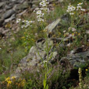 Photographie n°277065 du taxon Erigeron annuus (L.) Desf. [1804]