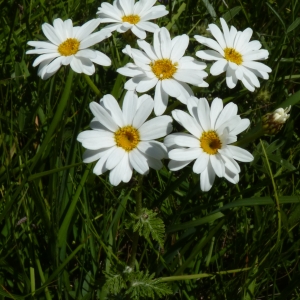 Photographie n°277096 du taxon Tanacetum corymbosum (L.) Sch.Bip. [1844]