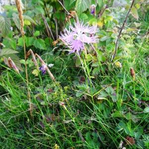  - Dianthus superbus subsp. superbus