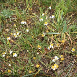 Photographie n°277164 du taxon Matricaria chamomilla sensu auct. Gall.