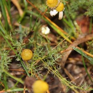 Photographie n°277165 du taxon Matricaria chamomilla sensu auct. Gall.