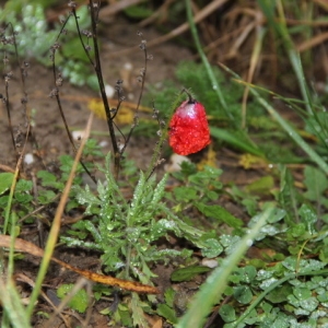 Photographie n°277167 du taxon Papaver L. [1753]