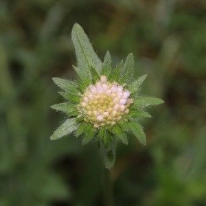 Photographie n°277172 du taxon Knautia arvensis (L.) Coult. [1828]